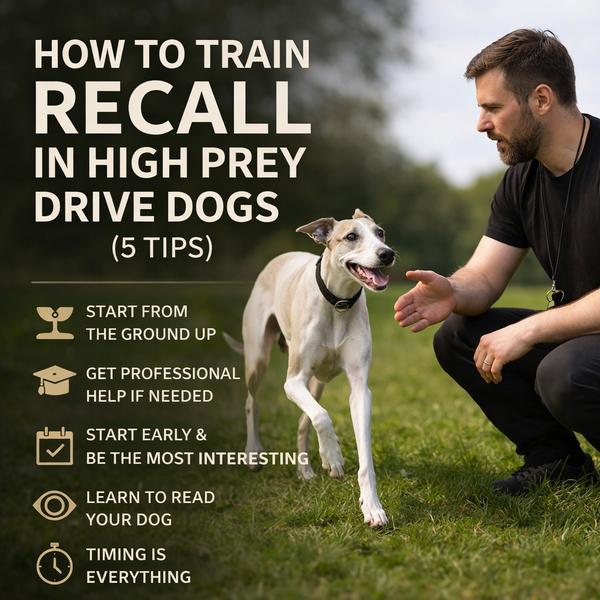 Top 5 Tips for Teaching Recall in High Prey Drive Dogs