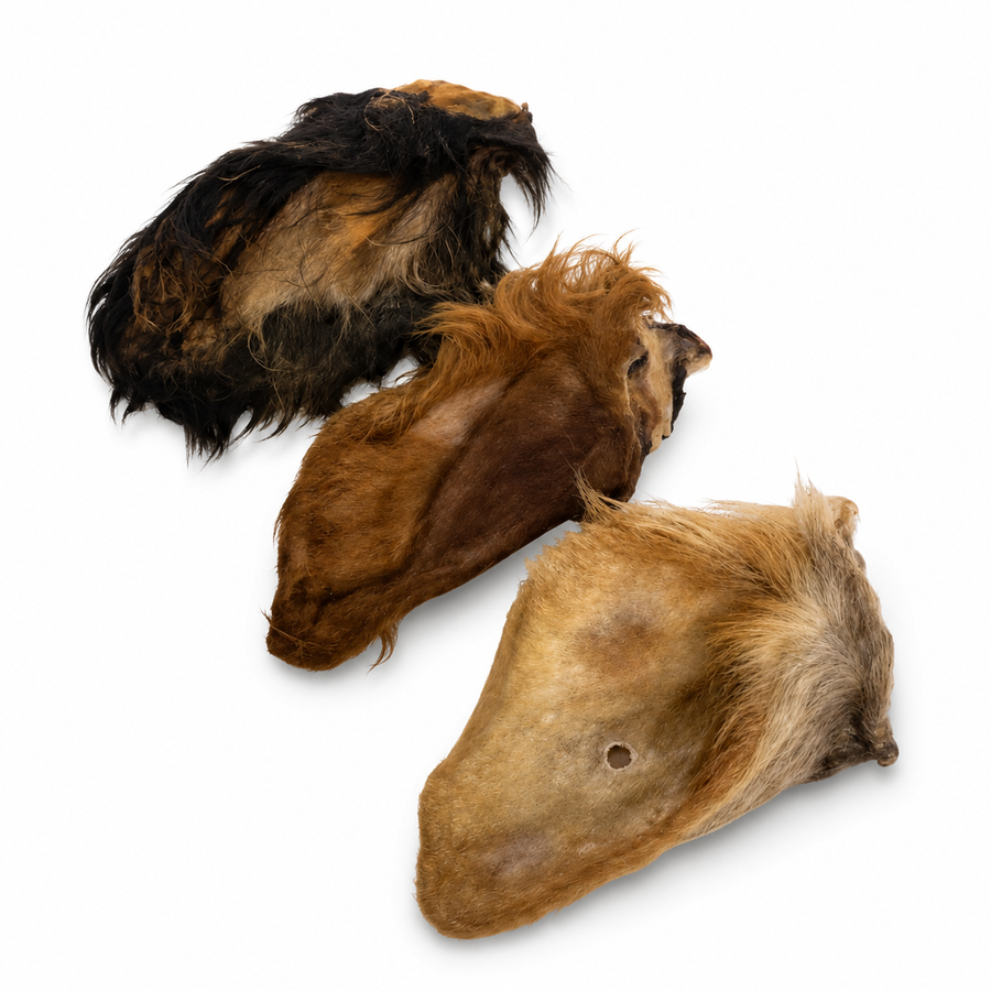 Large Hairy Cows Ear