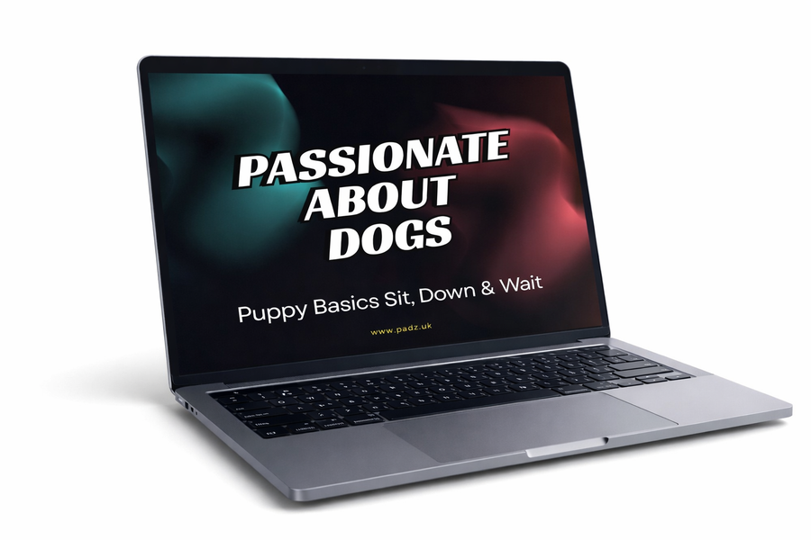 Puppy Basics. Sit, Down & Wait Video Course